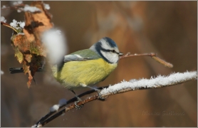 <p>SÝKORA MODŘINKA (Cyanistes caeruleus) /Eurasian blue tit - Blaumeise/</p>